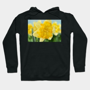 Narcissus  &#39;Blazing Starlet&#39;    Div 11a  Split-corona Collar Daffodil Hoodie